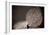 Hydrangea Skeleton III-Erin Berzel-Framed Photographic Print