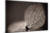 Hydrangea Skeleton III-Erin Berzel-Mounted Photographic Print