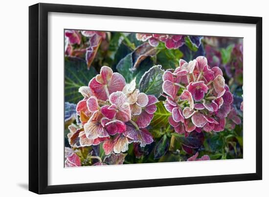 Hydrangea Sp-Dr. Keith Wheeler-Framed Photographic Print