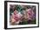 Hydrangea Sp-Dr. Keith Wheeler-Framed Photographic Print