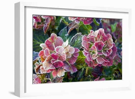 Hydrangea Sp-Dr. Keith Wheeler-Framed Photographic Print