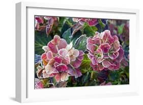 Hydrangea Sp-Dr. Keith Wheeler-Framed Photographic Print