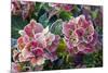 Hydrangea Sp-Dr. Keith Wheeler-Mounted Photographic Print