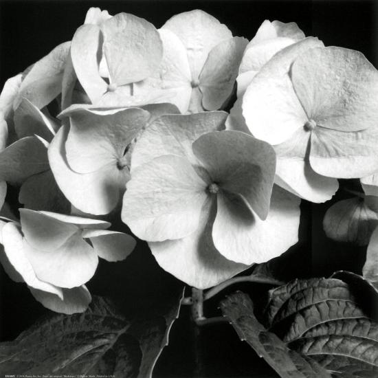 'Hydrangea' Prints - Darlene Shiels | AllPosters.com