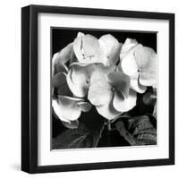 Hydrangea-Darlene Shiels-Framed Art Print