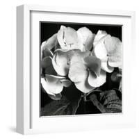 Hydrangea-Darlene Shiels-Framed Art Print