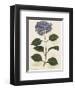 Hydrangea-John Miller-Framed Premium Giclee Print