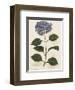 Hydrangea-John Miller-Framed Premium Giclee Print