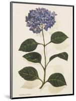 Hydrangea-John Miller-Mounted Premium Giclee Print