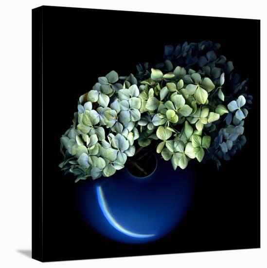 Hydrangea-Magda Indigo-Stretched Canvas