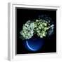 Hydrangea-Magda Indigo-Framed Photographic Print