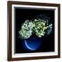 Hydrangea-Magda Indigo-Framed Photographic Print