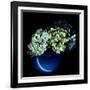 Hydrangea-Magda Indigo-Framed Photographic Print