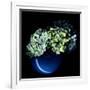 Hydrangea-Magda Indigo-Framed Photographic Print