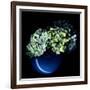 Hydrangea-Magda Indigo-Framed Photographic Print