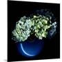 Hydrangea-Magda Indigo-Mounted Photographic Print