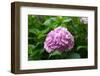 Hydrangea-tdjoric-Framed Photographic Print