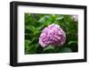 Hydrangea-tdjoric-Framed Photographic Print