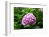 Hydrangea-tdjoric-Framed Photographic Print