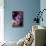 Hydrangea-Karyn Millet-Photographic Print displayed on a wall