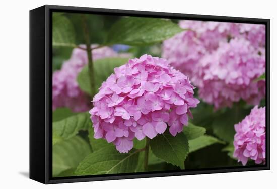 Hydrangea-Sweet Ink-Framed Stretched Canvas