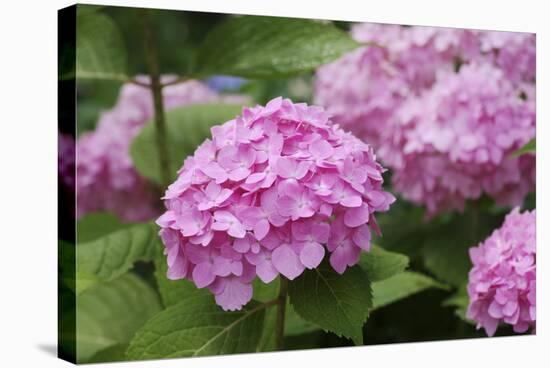 Hydrangea-Sweet Ink-Stretched Canvas