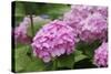 Hydrangea-Sweet Ink-Stretched Canvas