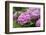 Hydrangea-Sweet Ink-Framed Photographic Print