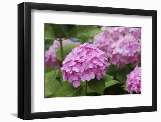 Hydrangea-Sweet Ink-Framed Photographic Print