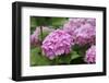 Hydrangea-Sweet Ink-Framed Photographic Print