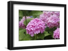 Hydrangea-Sweet Ink-Framed Photographic Print