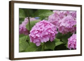 Hydrangea-Sweet Ink-Framed Photographic Print