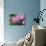 Hydrangea-Sweet Ink-Mounted Photographic Print displayed on a wall