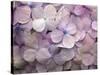 Hydrangea-Anna Miller-Stretched Canvas