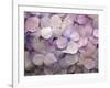 Hydrangea-Anna Miller-Framed Photographic Print