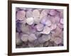 Hydrangea-Anna Miller-Framed Photographic Print