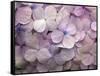 Hydrangea-Anna Miller-Framed Stretched Canvas