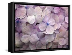 Hydrangea-Anna Miller-Framed Stretched Canvas