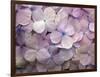 Hydrangea-Anna Miller-Framed Photographic Print