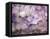 Hydrangea-Anna Miller-Framed Stretched Canvas