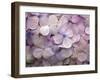 Hydrangea-Anna Miller-Framed Photographic Print