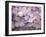 Hydrangea-Anna Miller-Framed Photographic Print