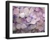 Hydrangea-Anna Miller-Framed Photographic Print