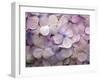 Hydrangea-Anna Miller-Framed Photographic Print