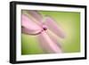 Hydrangea-Ursula Abresch-Framed Photographic Print