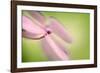 Hydrangea-Ursula Abresch-Framed Photographic Print