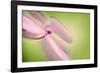 Hydrangea-Ursula Abresch-Framed Photographic Print