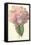 Hydrangea-Frederick Edward Hulme-Framed Stretched Canvas