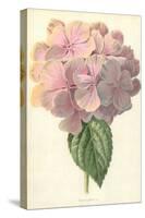 Hydrangea-Frederick Edward Hulme-Stretched Canvas