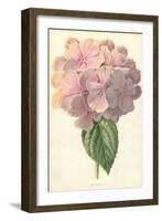 Hydrangea-Frederick Edward Hulme-Framed Giclee Print